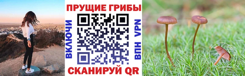 Псилоцибиновые грибы MAGIC MUSHROOMS  Купить где  Жердевка 